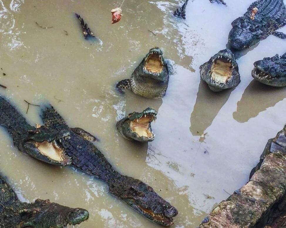 Câu cá sấu suối nước nóng Bình Châu