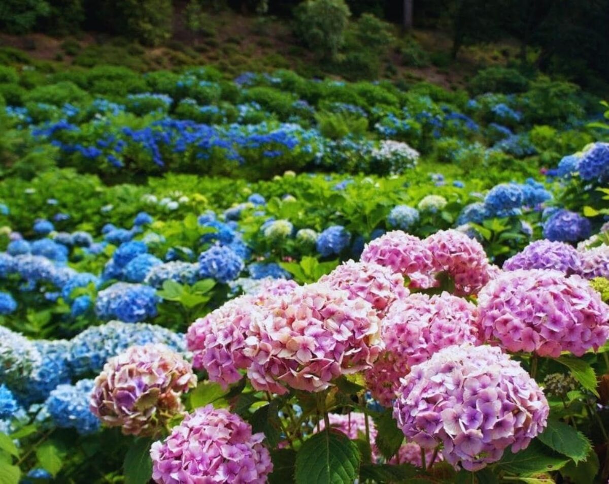 Vườn hoa cẩm tú cầu đơn giản | Phong cảnh, Cuộc sống ngoài trời, Ý tưởng  nhật ký