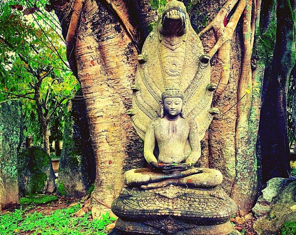Hình ảnh cây Sala chùa Từ Đàm ( @qi_tastic)