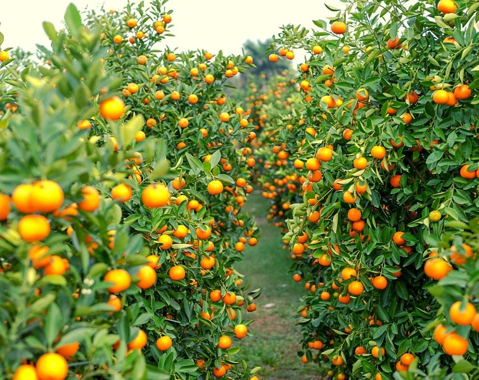 Hình ảnh vườn trái cây tại Củ Chi 