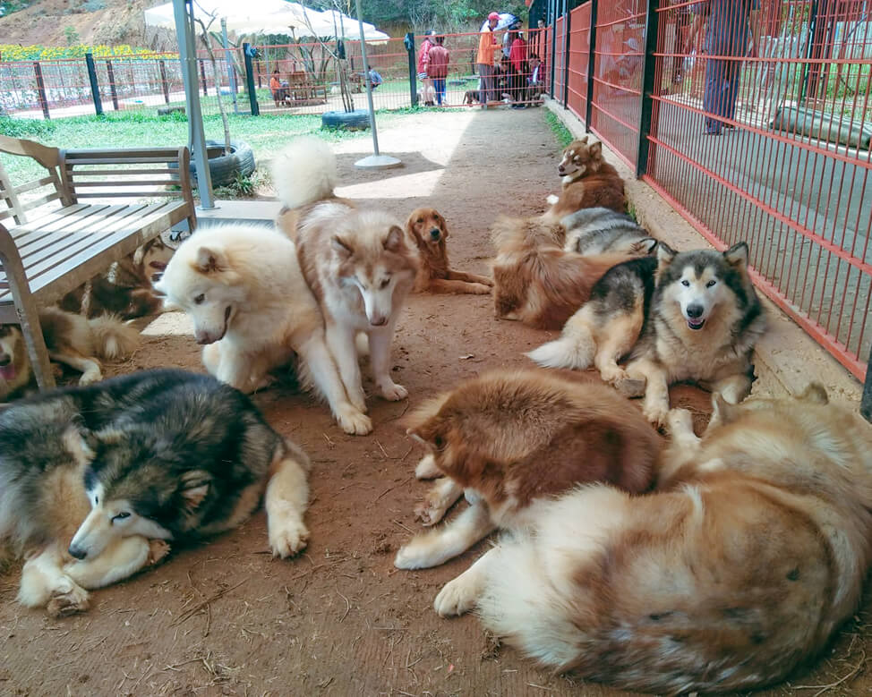 Trang trại chó Alaska tại Puppy Farm