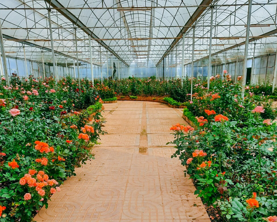 Khu vực trồng hoa trong nhà kính vườn hoa thành phố Đà Lạt