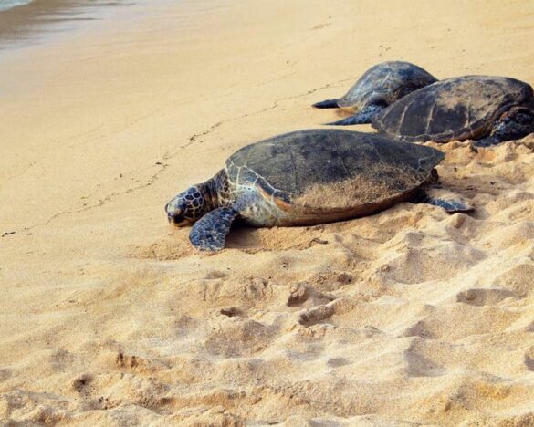 Hướng dẫn tham quan vườn Quốc gia Côn Đảo chi tiết từ A - Z