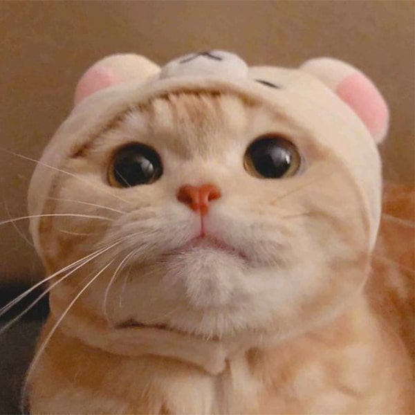 avatar đôi hình con mèo