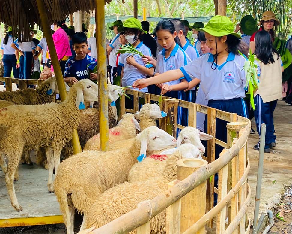 vui chơi với cừu tại làng du lịch tre việt